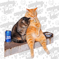 Just you and me cat meme PNG